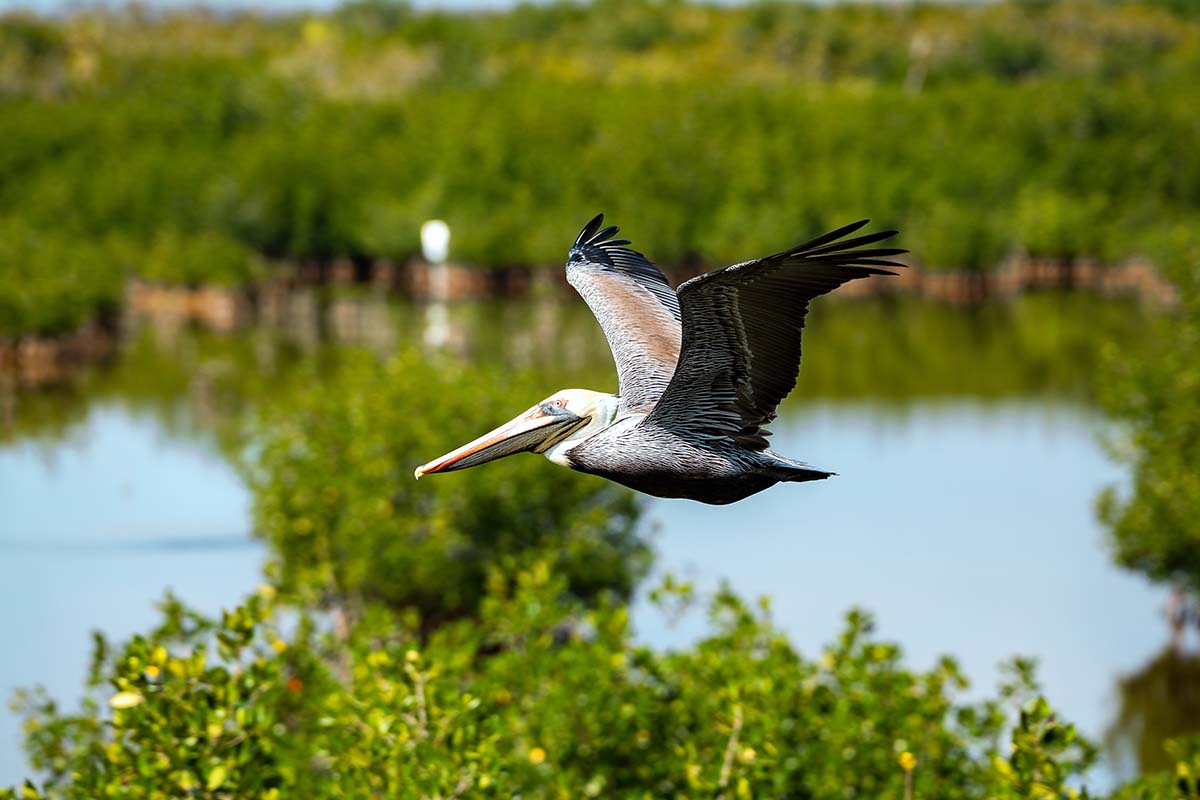 Pelican flying above Naples wetlands