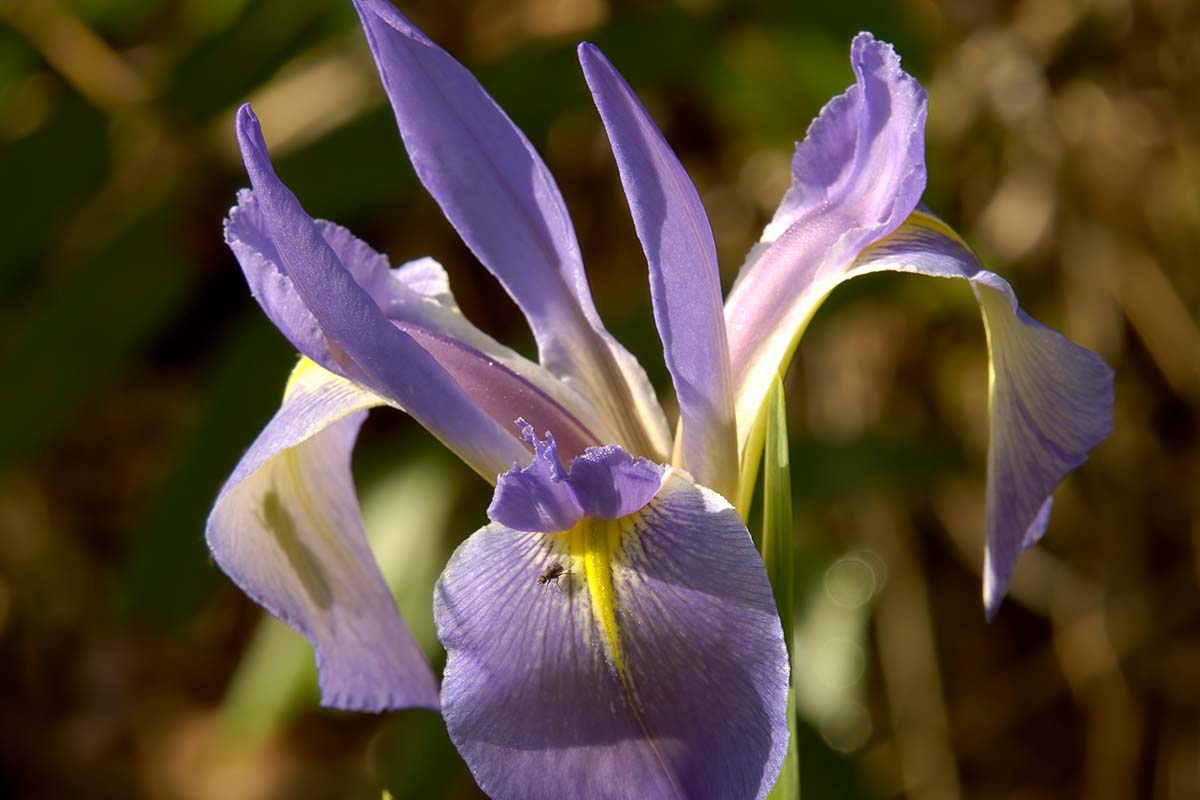 Purple orchid flower