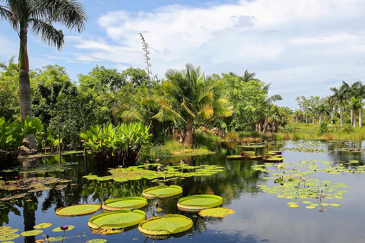tropical vegetation in Naples Botanical Gardens